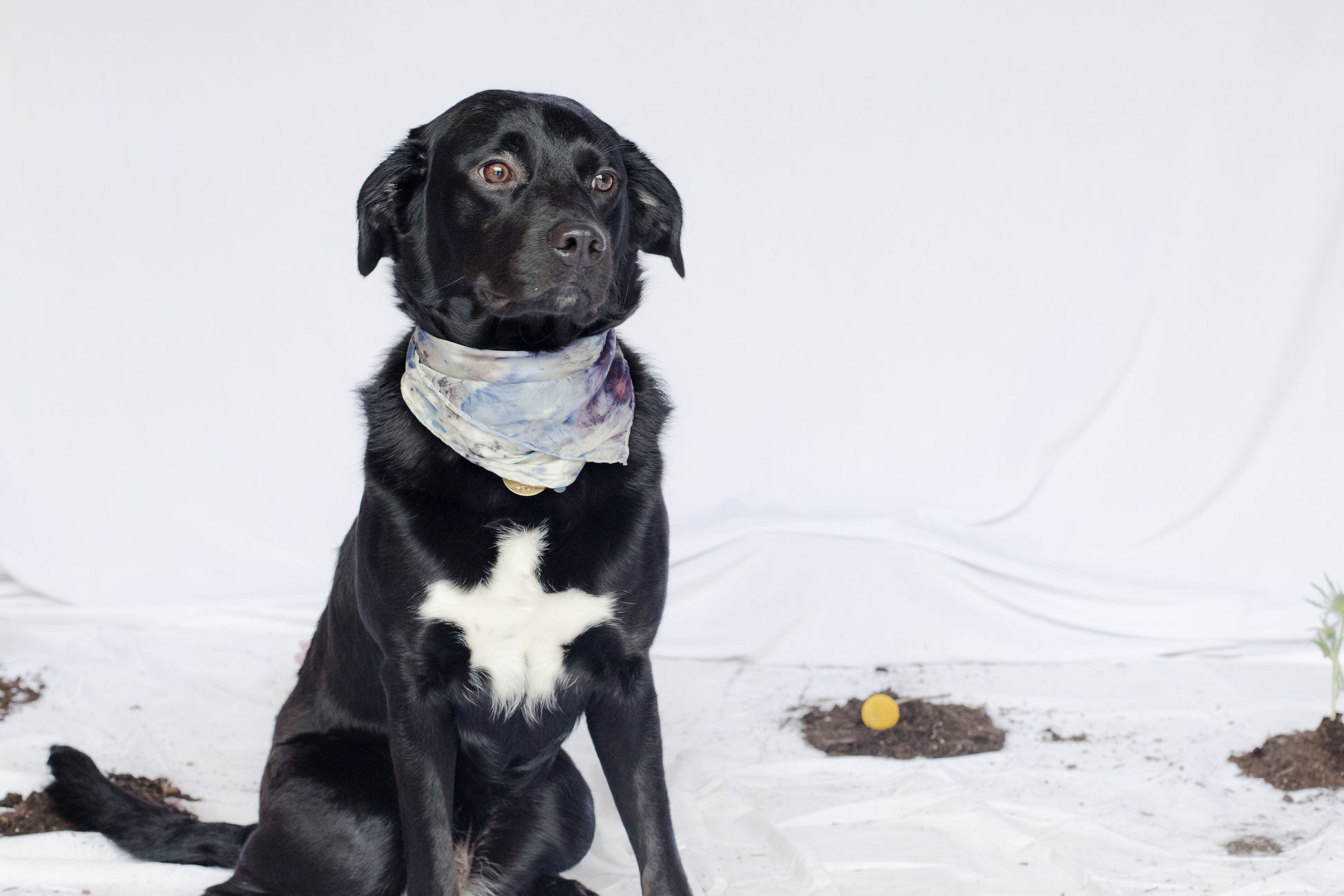 image of dog wearing natural dye silk bandana